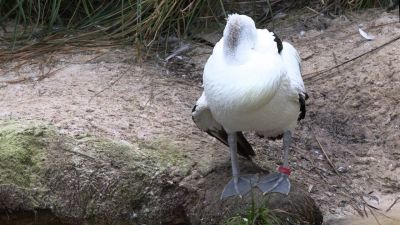 genesis as written by a