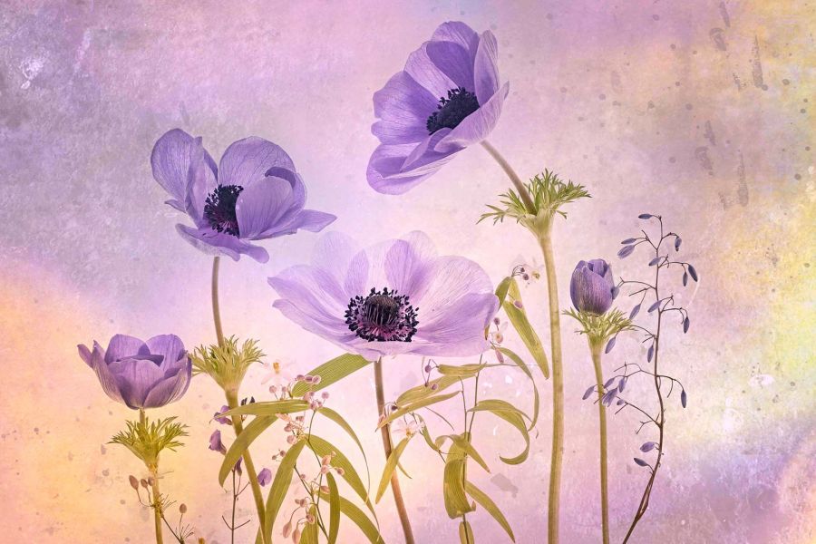 02  nd   dianne english    anemone bunch