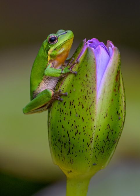 01  st   Paul Balfe    Frog on lily bud