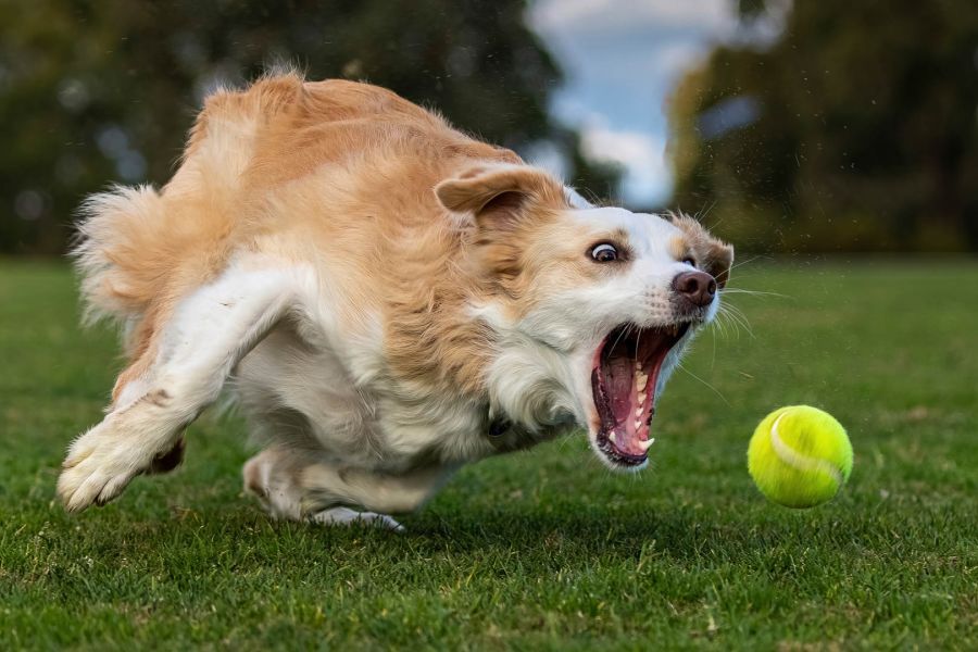 02  nd   Wade Buchan    Luna ball chase