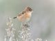 05  th   Marg Edwards    Softly Calling Cisticola