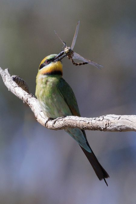 01st Greg McMillan Dragonfly snack