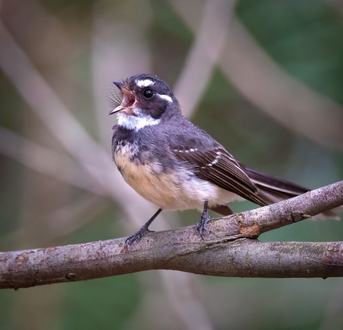 04 M Marg Edwards Grey fantail calling