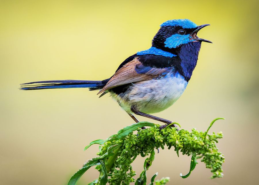 04 M Mario Mirabile Singing the blues