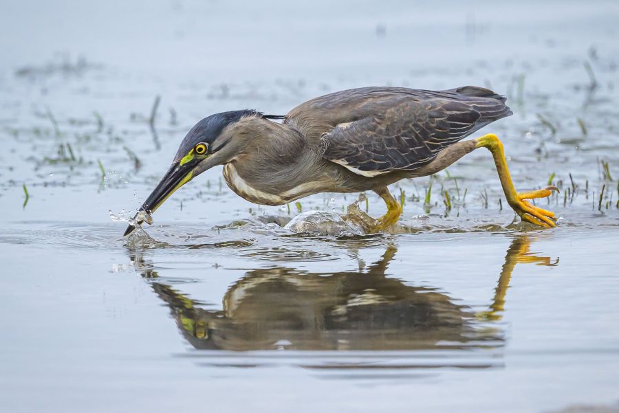 04 M Paul Balfe Hunting heron