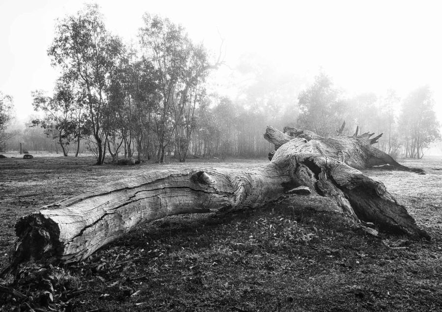 04 M Vicki Johnson Fallen Giant