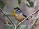 04 M Vicki Johnson Spotted Pardalote