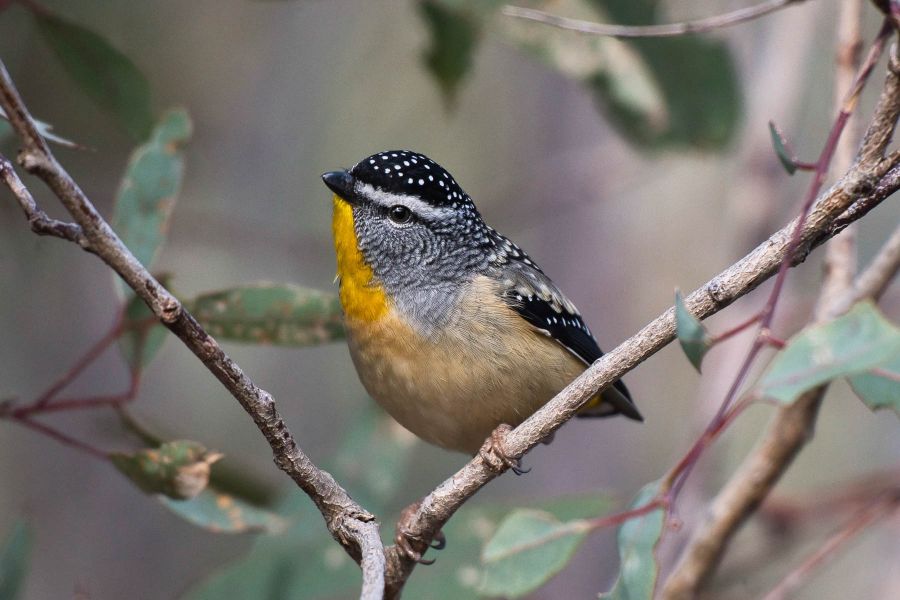 04 M Vicki Johnson Spotted Pardalote