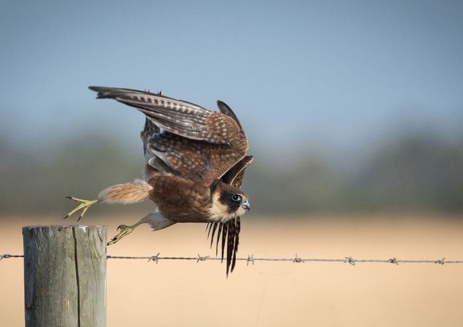 02nd Marg Edwards Australian Hobby Flying Off