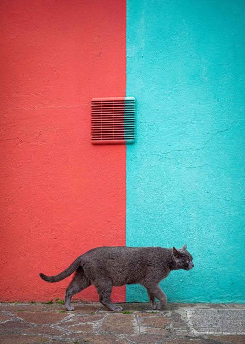 06th Mario Mirabile Bicolour