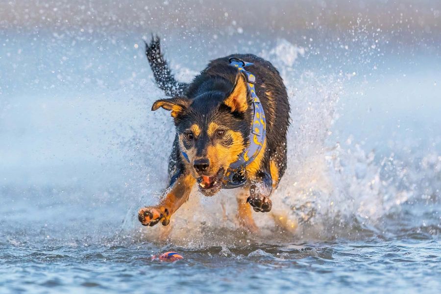 06th Wade Buchan Kelpie pouncing on the ball.jpg