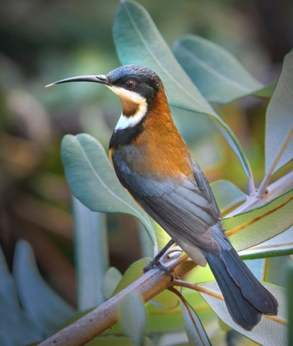 02nd Marg Edwards Eastern Spinebill