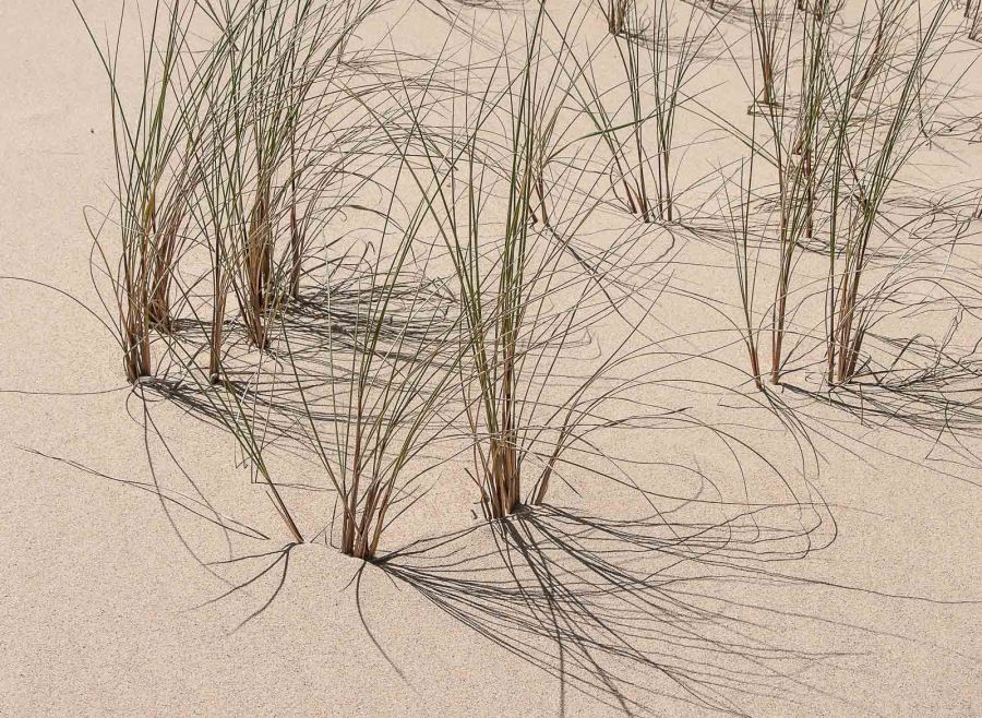 04 M Cynthia Henley Smith Scribbly shadows