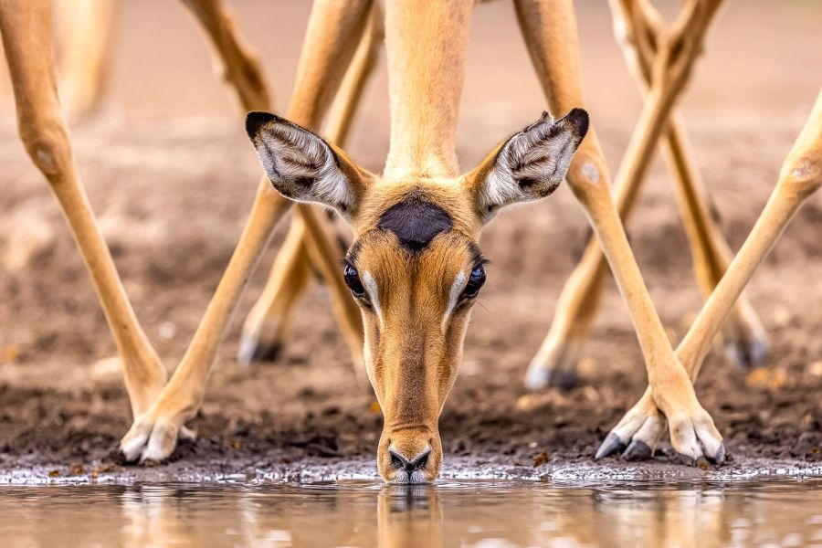 04 M Wade Buchan Impala drinking