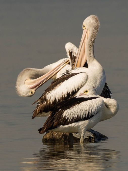 04 M Greg McMillan Pelicans Three