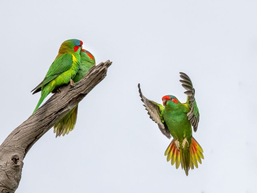 04 M Greg McMillan Threes a crowd