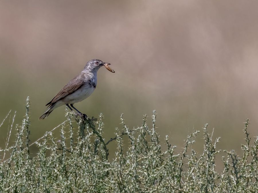 04 M Greg McMillan White fronted chat and lunch