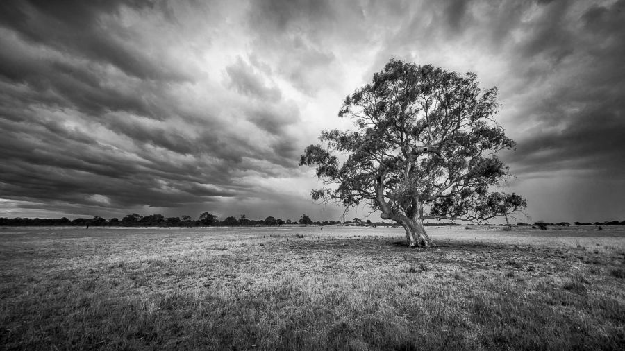 04 M Vicki Johnson Lone gum