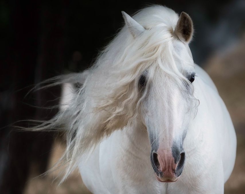 01st Vicki Johnson Ethereal stallion