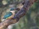 04 M Greg McMillan Sacred kingfisher snack