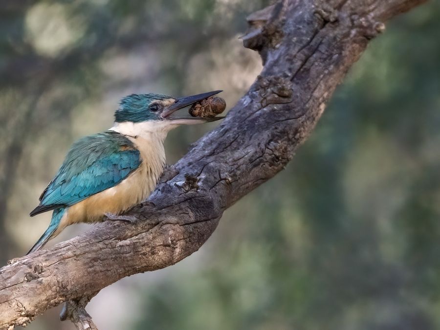 04 M Greg McMillan Sacred kingfisher snack