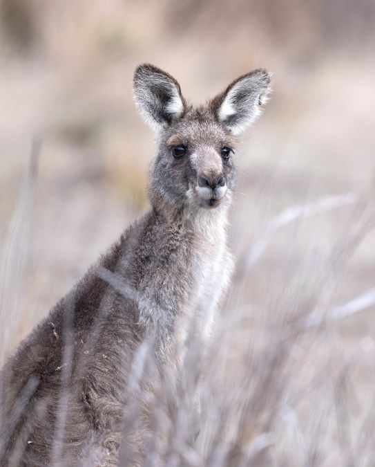 04 M Marg Edwards Cute kangaroo