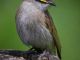 04   Merit   Marg Edwards   Honeyeater on stump