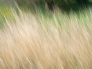 43 Tony Harding grass ICM   likes