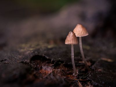 Nature Biennial 2024 Print - Fungi Caps and Gills
