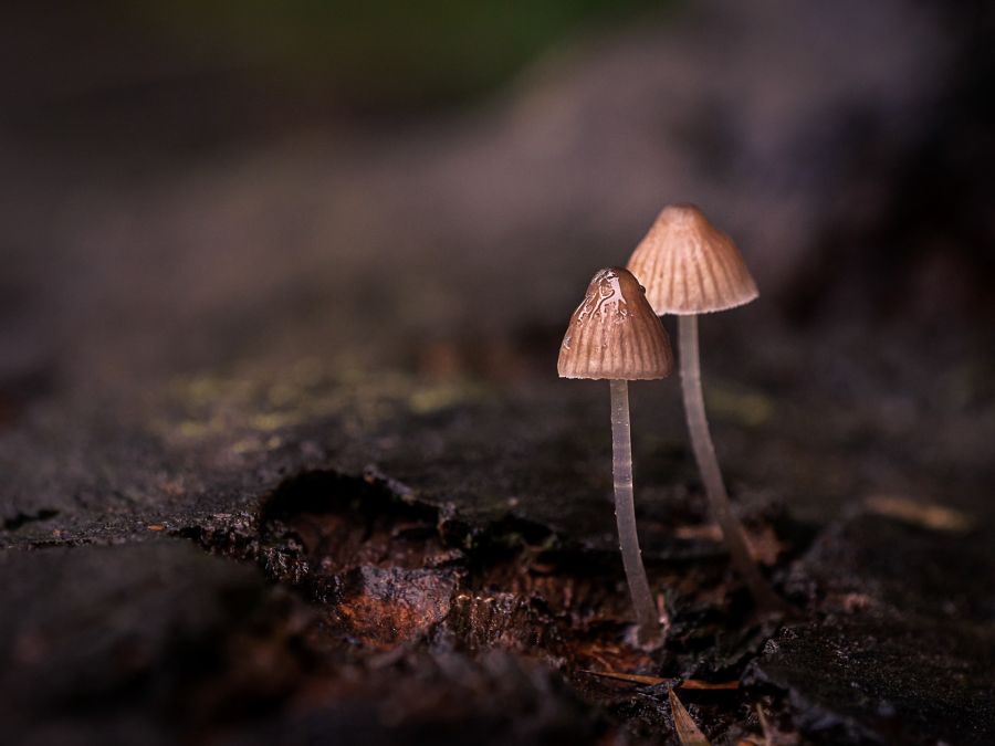 1. Couple of Mycenas by Maria Mazzo