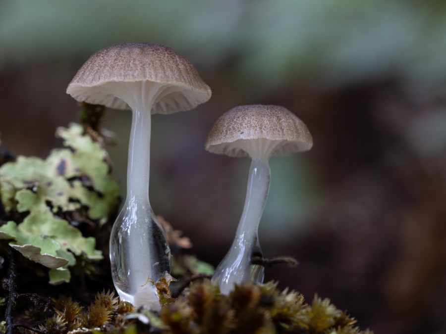 2. Roridomyces austrororidus by Glenys Steegh