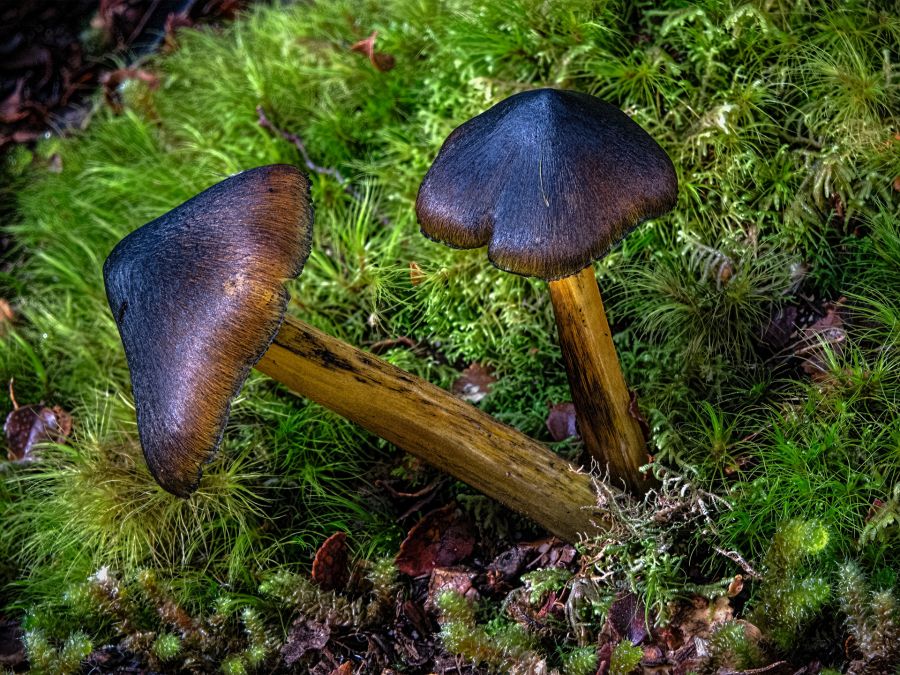 3. Hygrocybe astatogata by Ron McKie
