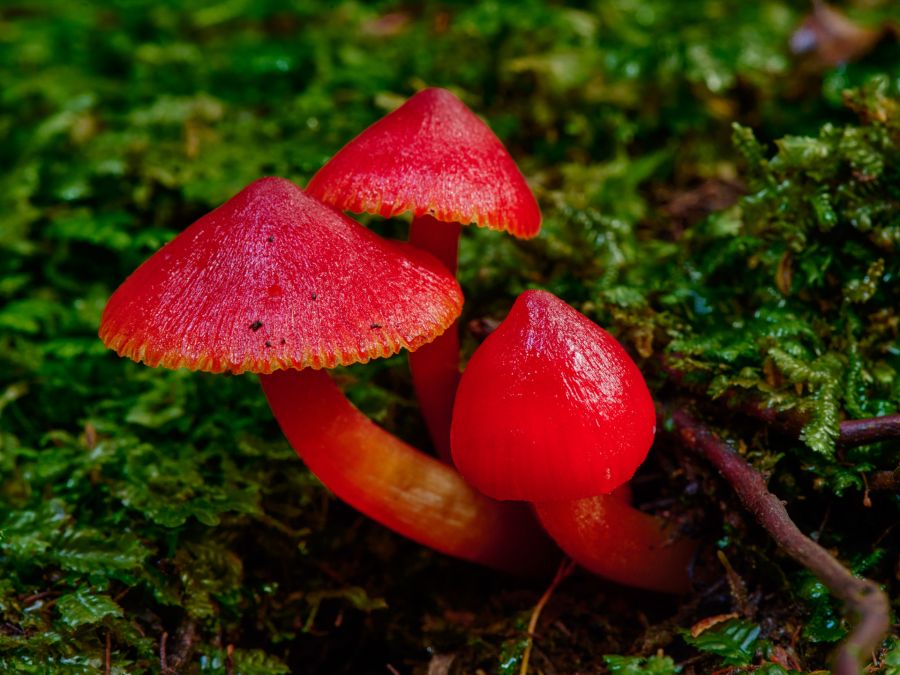 4. Ruby Red Fungi by Ian English