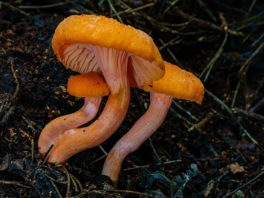 5. Trio by Jim Psaltis