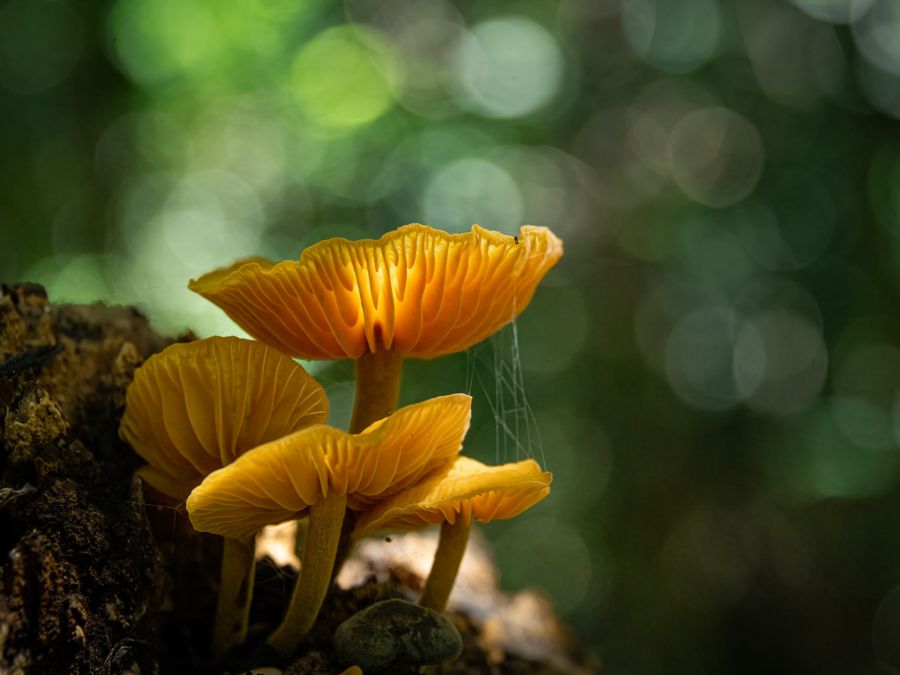 6. Fungi in the Forest by Glenn Gilligan