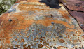 27 Brenda Jones rusty scape likes