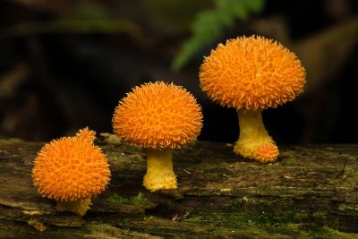 Nature Biennial 2022 - Digital