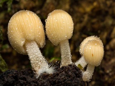 Nature Biennial 2022 - Prints