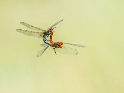 Nature Biennial 2024 Digital - Dragonflies Life Cycle