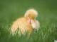 Fluffy Duck