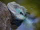 Gippsland Water Dragon